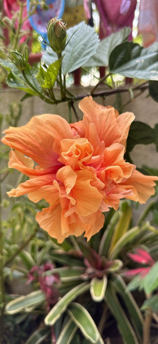 hibiscus, flower, chinese rose, orange