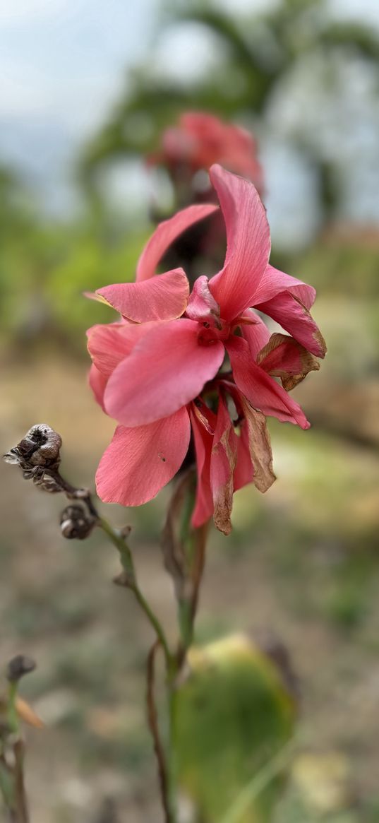 red, flower, pretty, pink