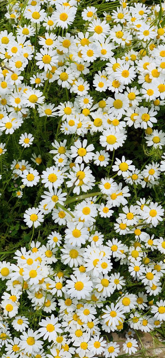 daisies, wildflowers, grass, plants, nature