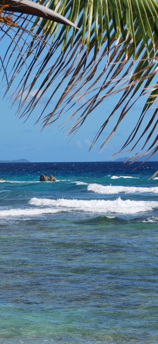 sea, waves, palm