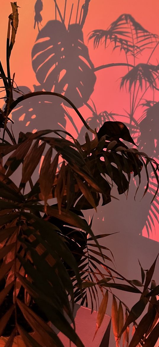 monstera, plant, sunset, red, wall