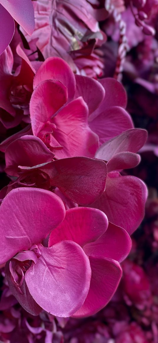 hydrangea, flowers, pink, leaves, macro