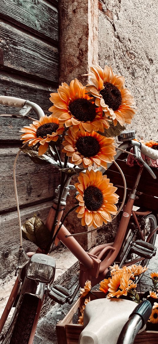 sunflowers, bicycle, flowers, orange, outdoor