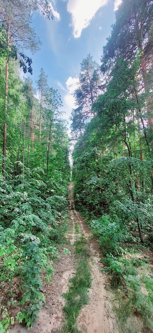 forest, path, pine trees, nature, greenery