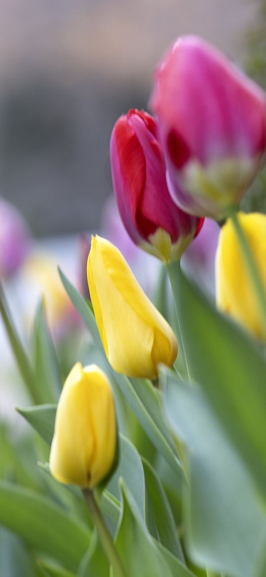 tulips, buds, leaves, flowers, blur