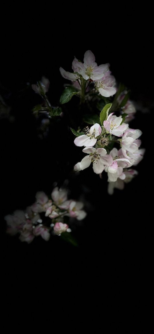 flower, white, nature, apple tree, blooming apple tree