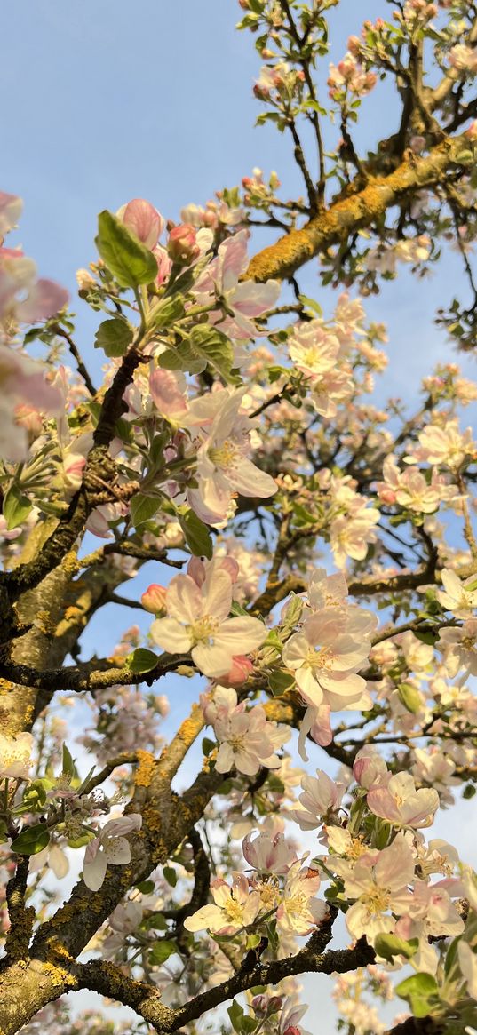 sun, tree, white, apple tree, blooming apple tree