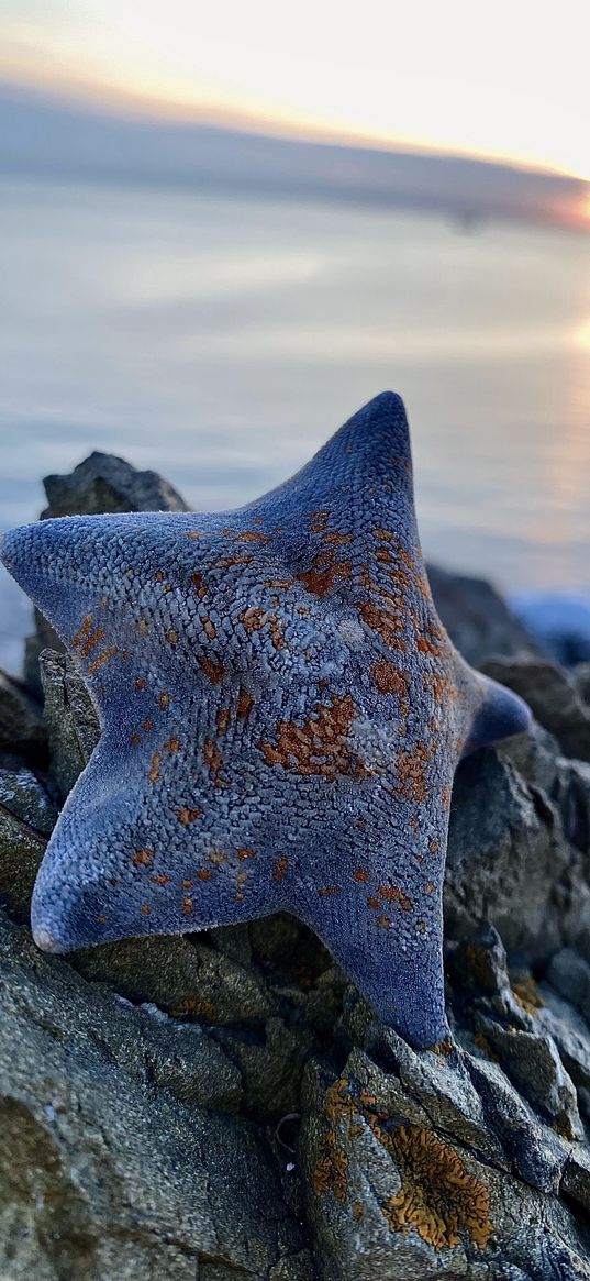 star, sunset, starfish, sea, rocks