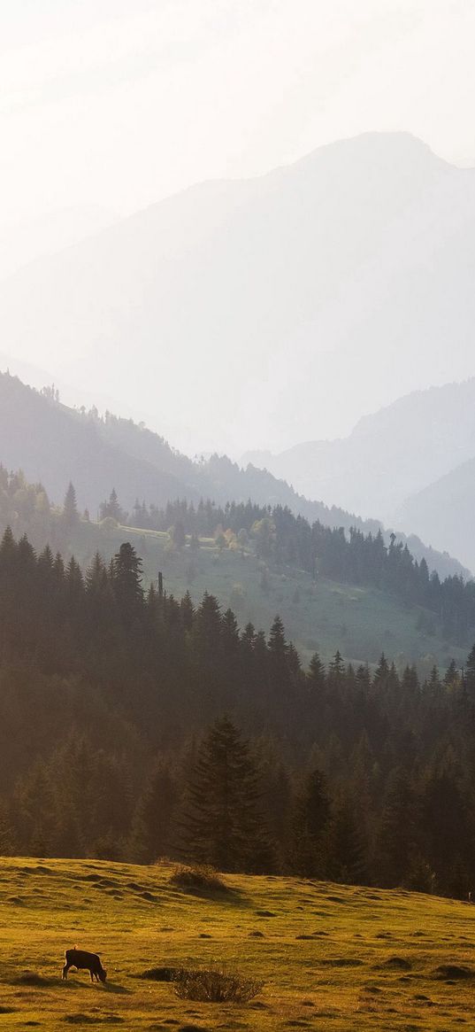 mountains, trees, sky, mist