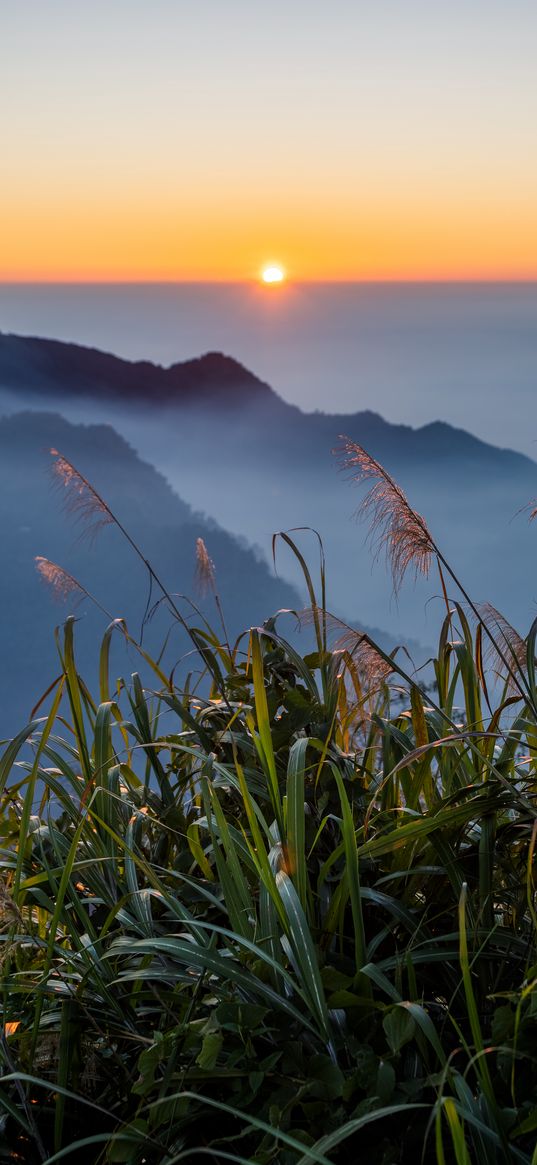 grass, hills, fog, horizon, sunrise