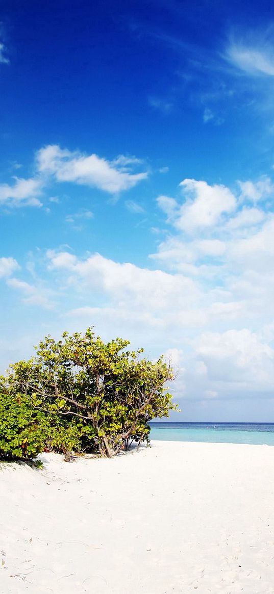 maldives, sand, beach, palm trees