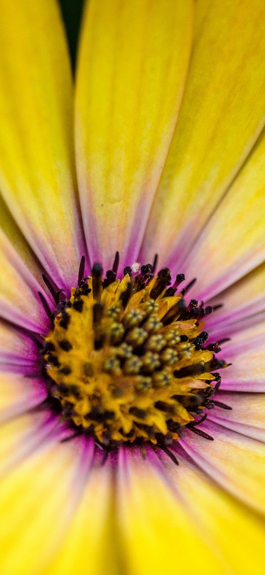 flower, petals, pollen, macro, yellow