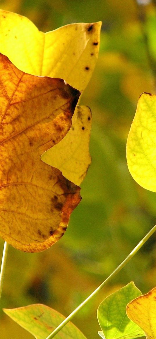 leaves, twigs, dry, autumn