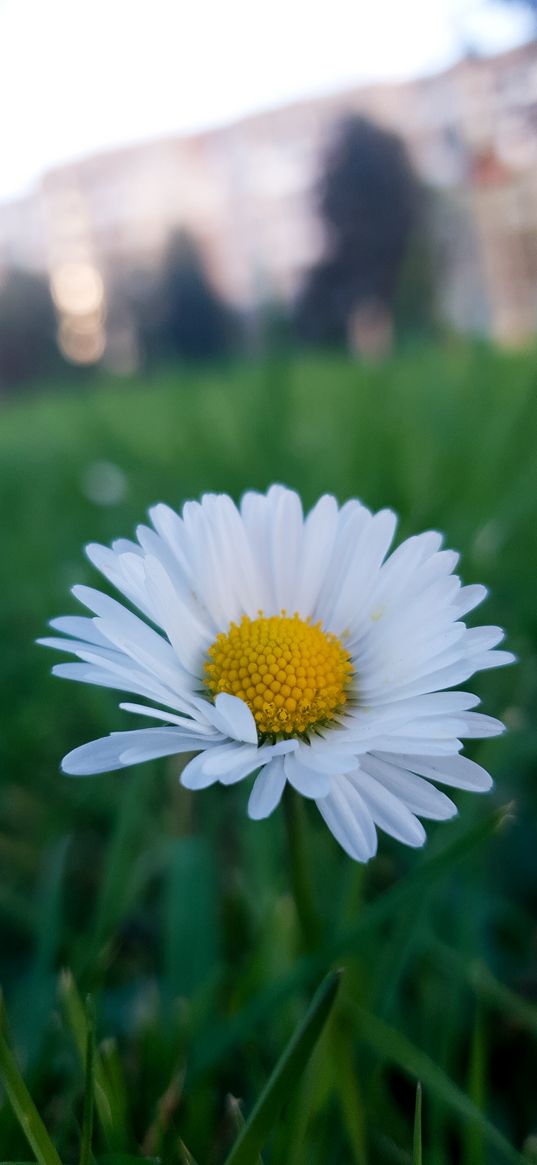 chamomile, flower, grass, macro, bokeh