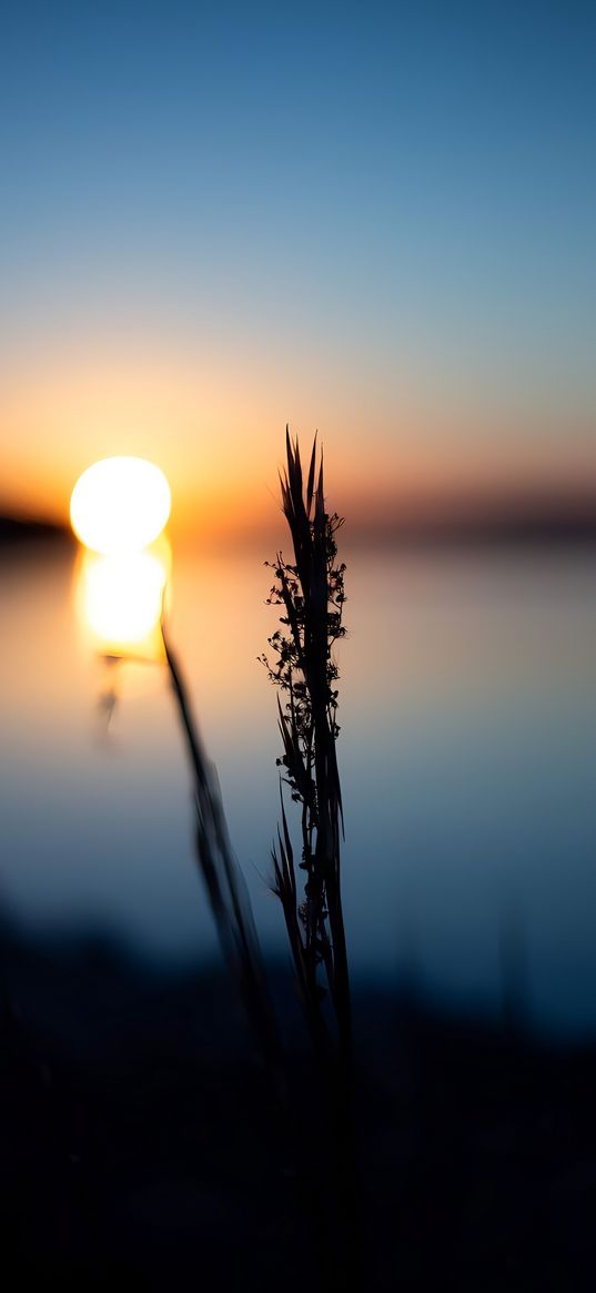 wildflowers, plant, lake, sun, sunset, sky, evening, nature