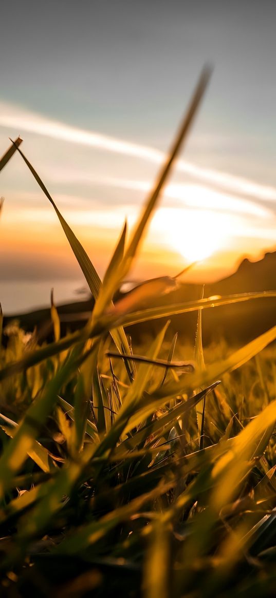 grass, field, sun, sunset, clouds, evening, nature