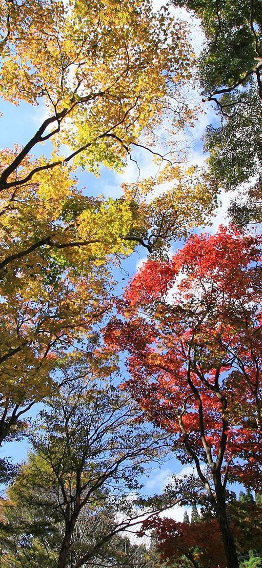 leaves, trees, sky, up