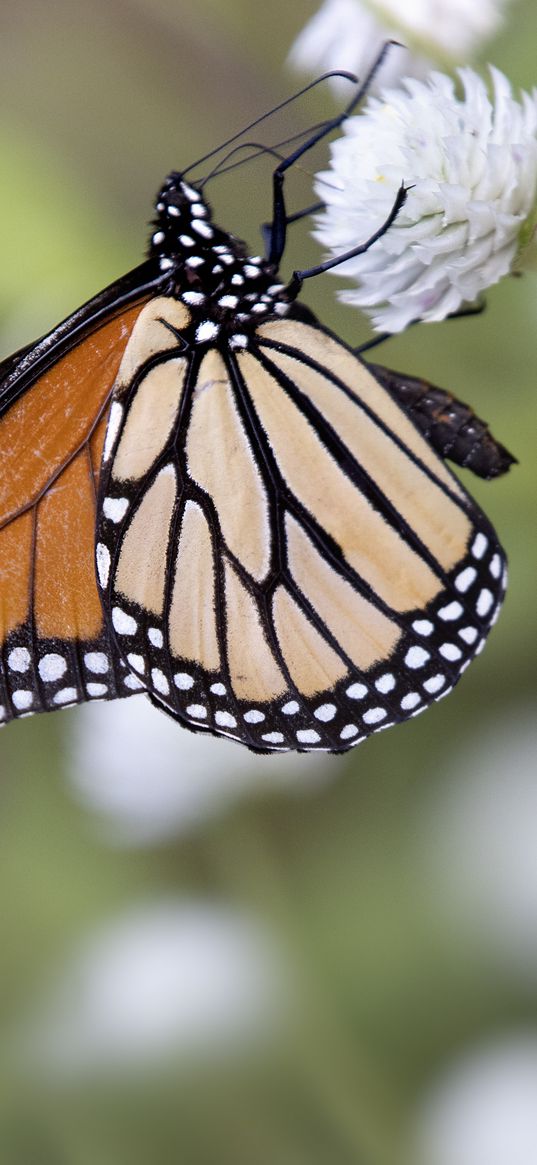 monarch, butterfly, flower, blur, macro