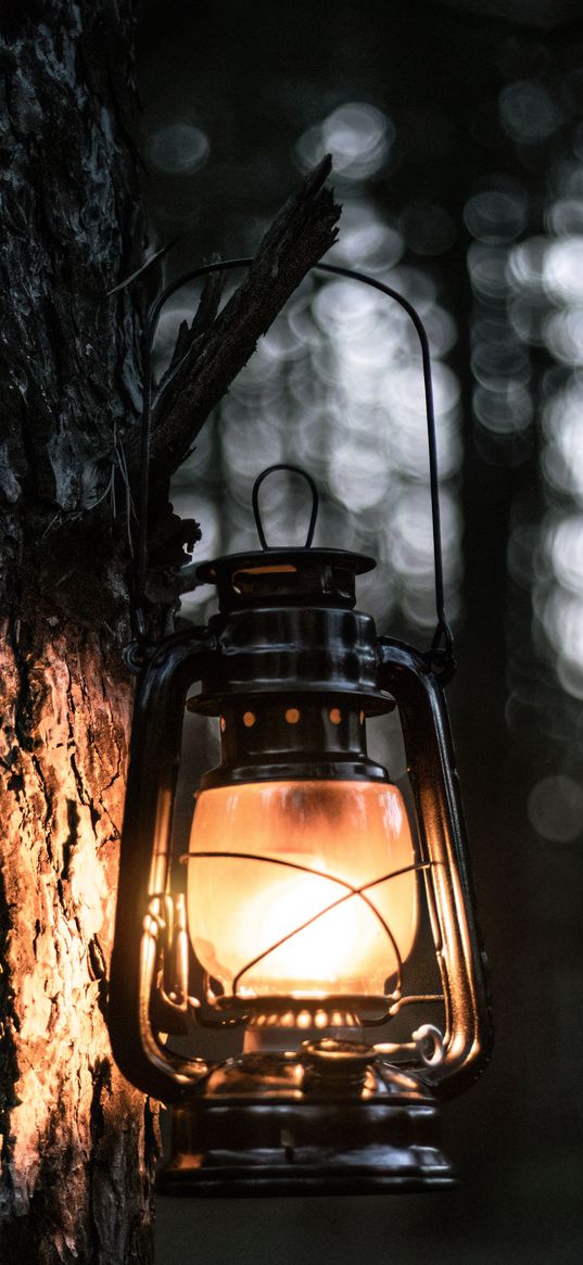 lantern, light, tree, bark, evening