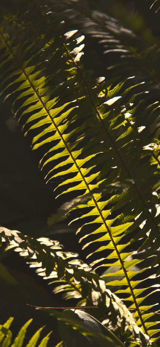 fern, macro, dark, leaves