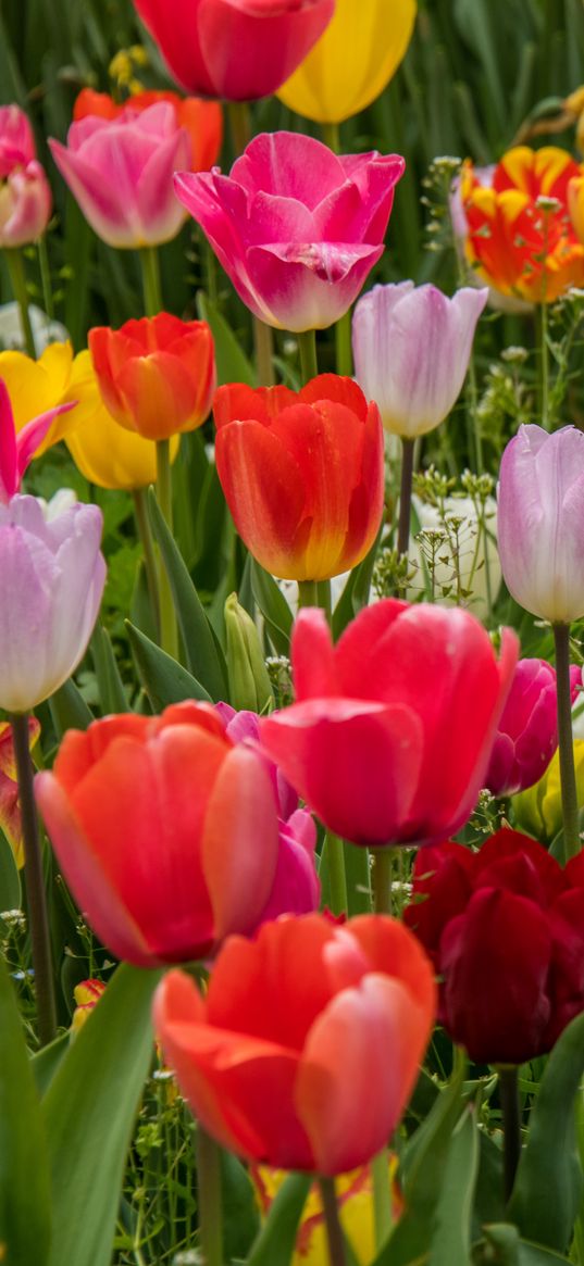 tulips, flowers, petals, colorful, grass, spring