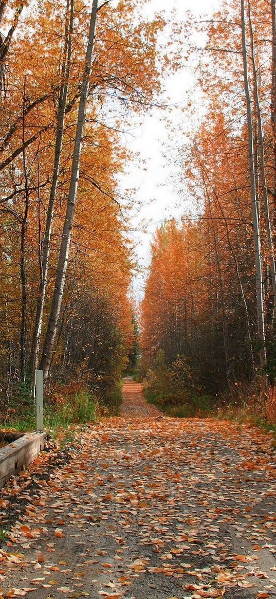 footpath, road, autumn, trees