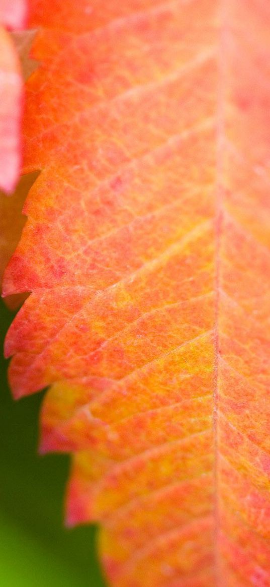 leaf, carved, veins, dry