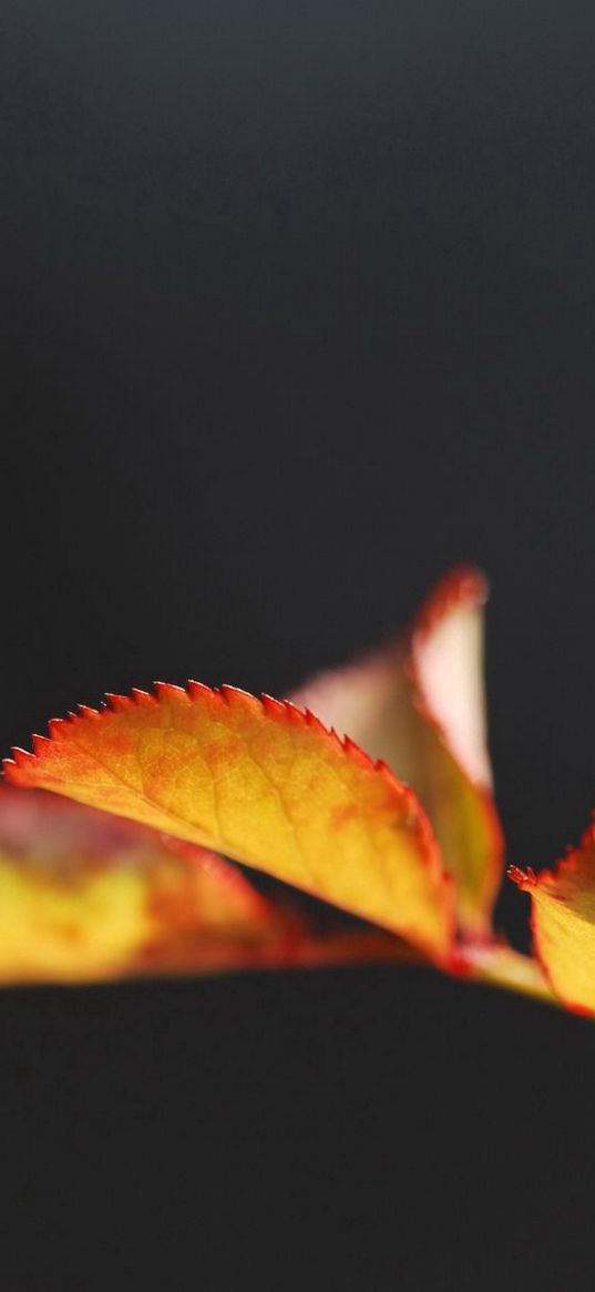 leaf, carved, background