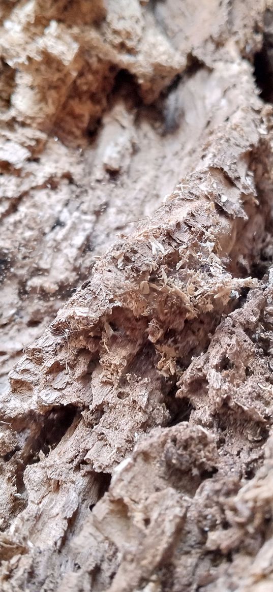 wood, macro photography, nature