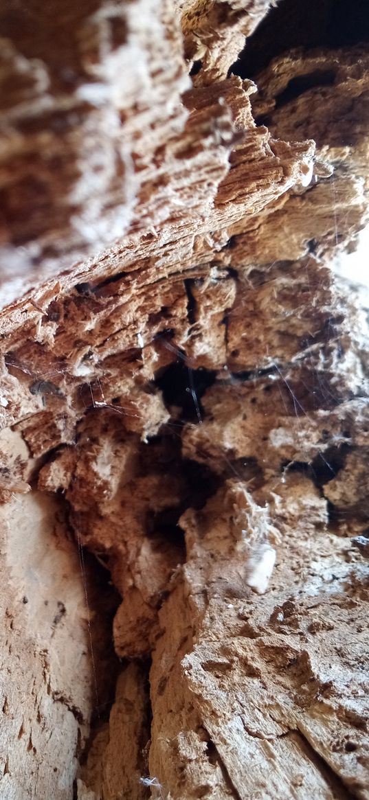 wood, macro photography, stump, tree, light