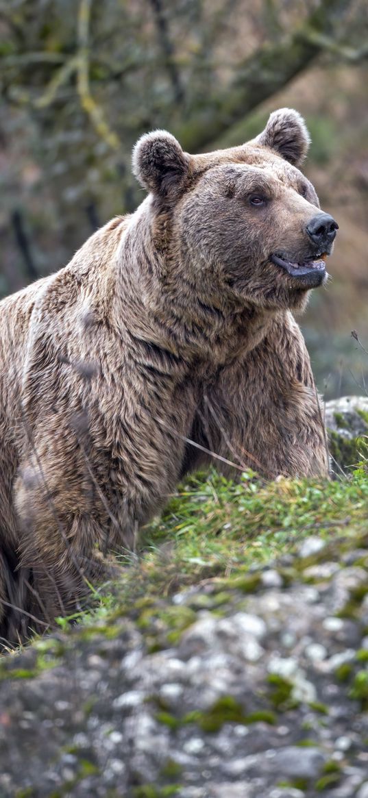 grizzly, bear, animal, slope