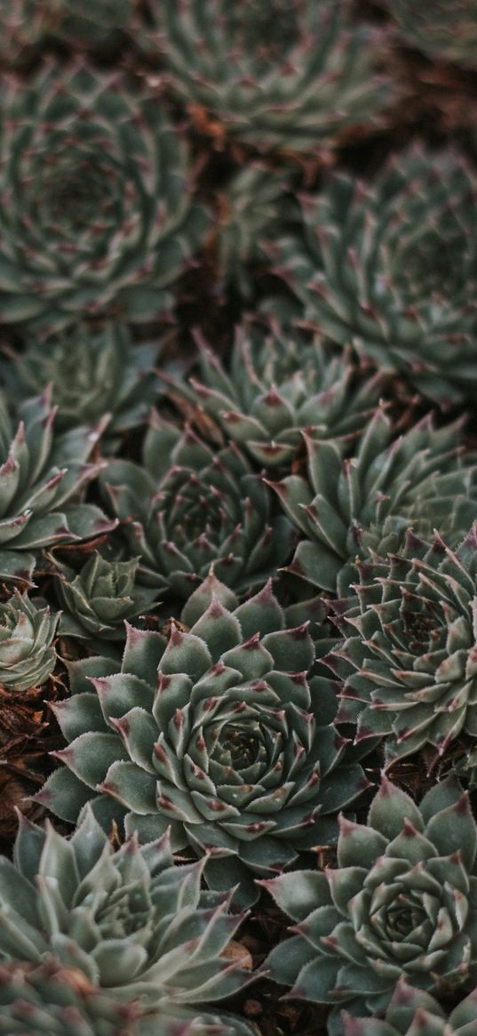 succulents, leaves, plants, macro