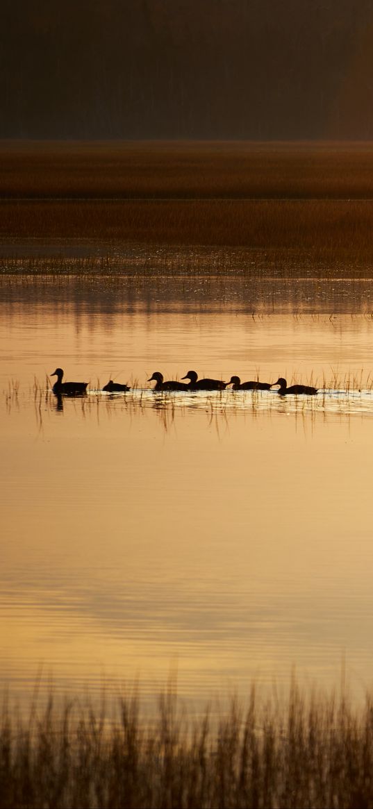 ducks, silhouettes, pond, evening