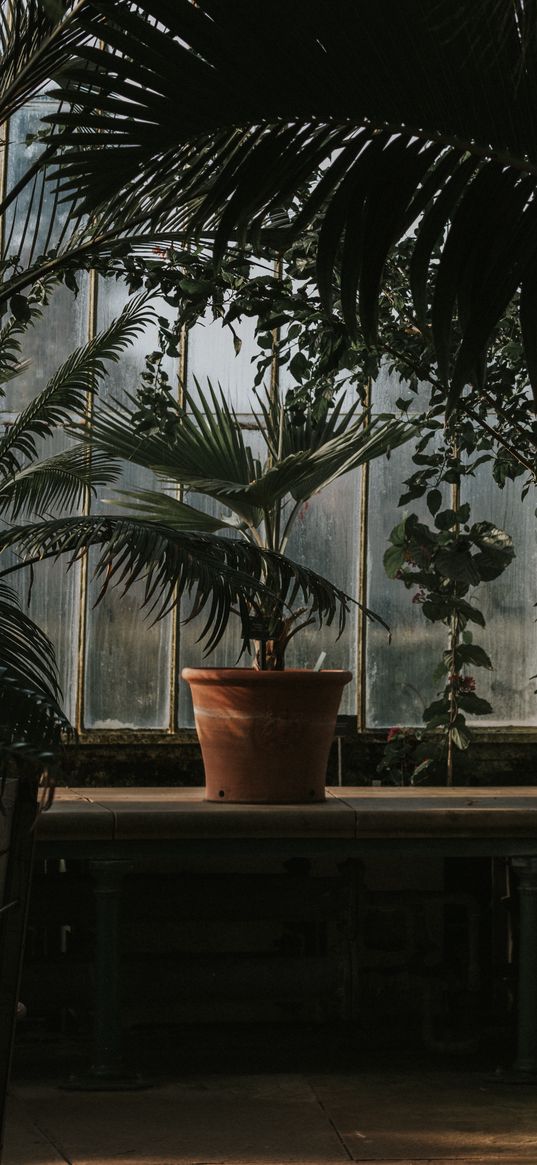 palm tree, pot, window, plants