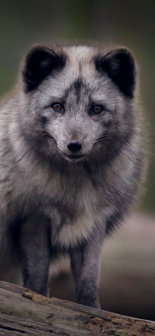 arctic fox, predator, wildlife, animal, gray