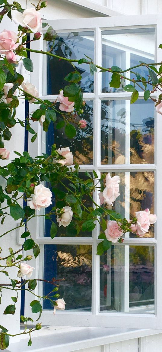 roses, flowers, pink, window, white