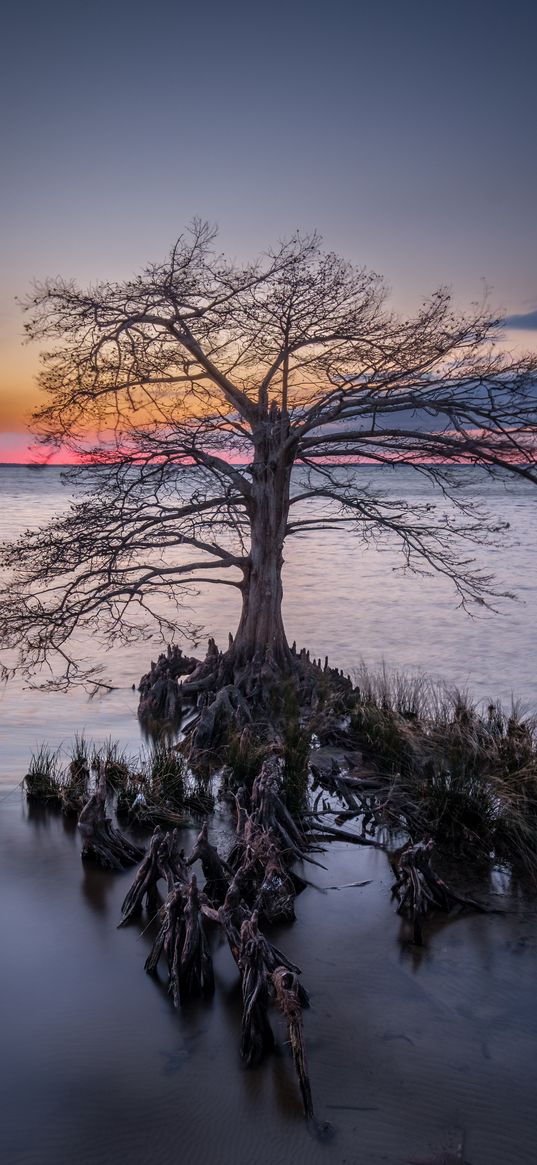 tree, roots, lake, nature