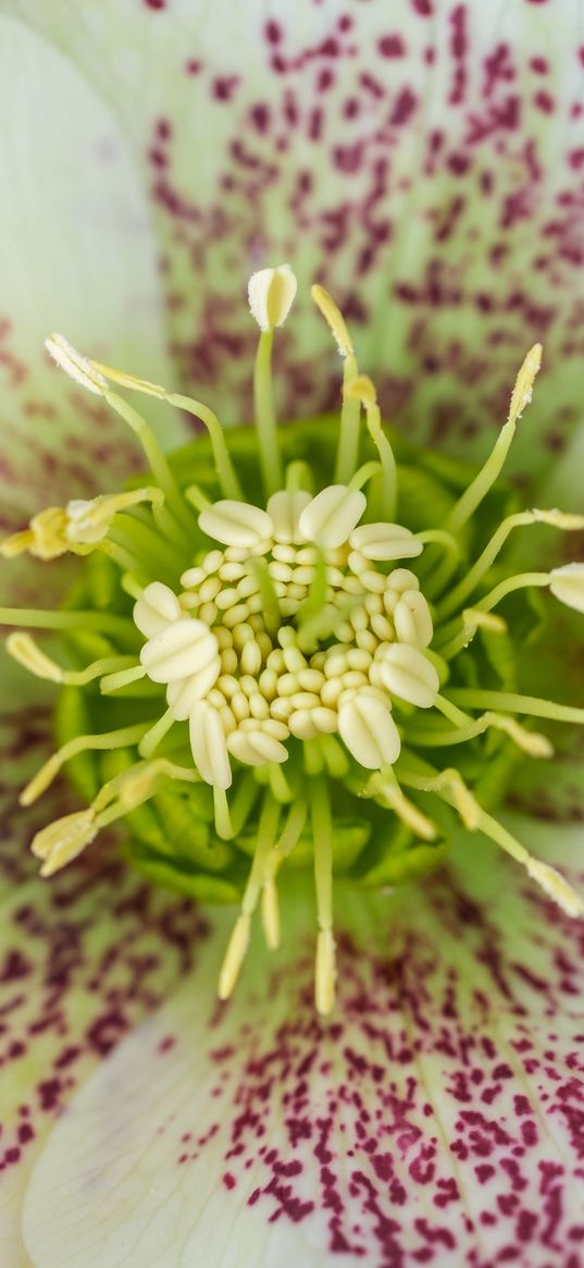 hellebore orientalis, pollen, flower, petals, macro