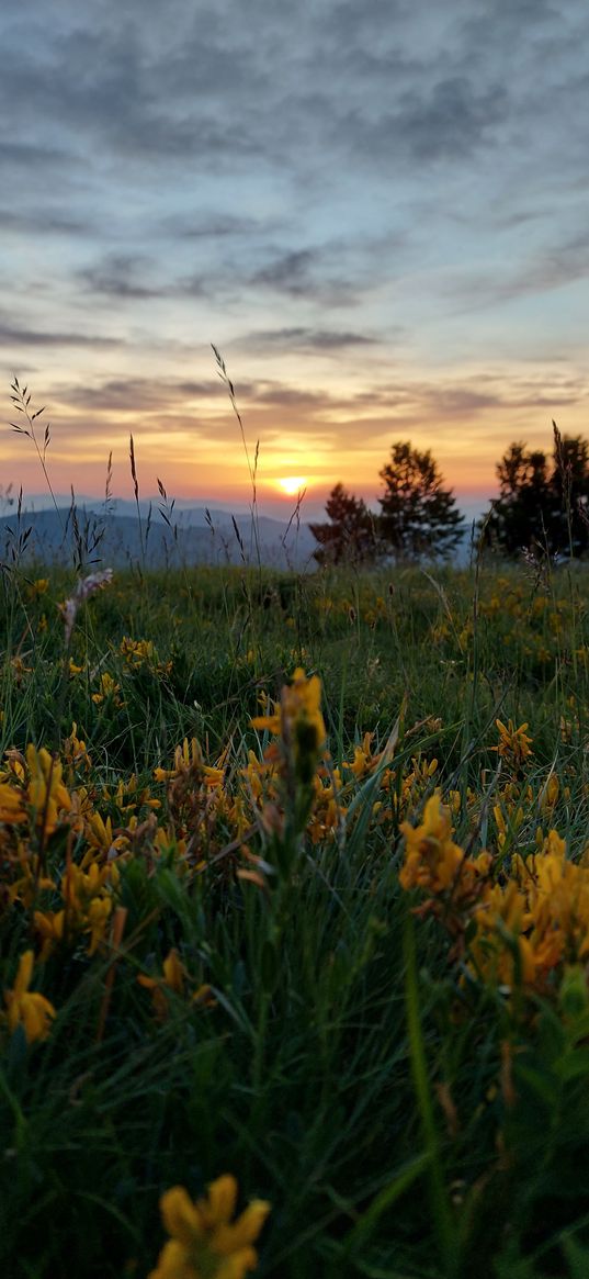 flowers, grass, trees, hills, nature