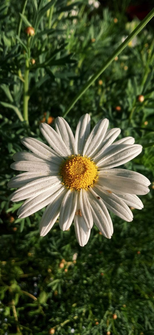 chamomile, flower, macro, field, nature