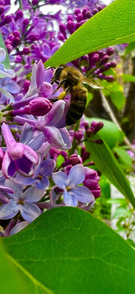 bee, flowers, lilac, insects, macro