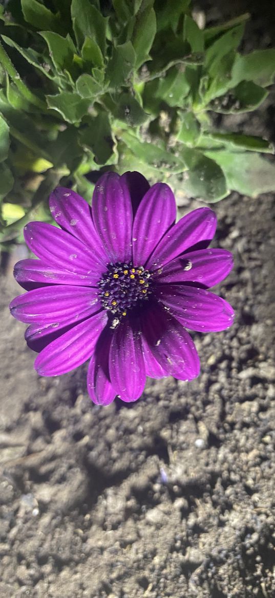 osteospermum, purple flower, plant, nature, garden