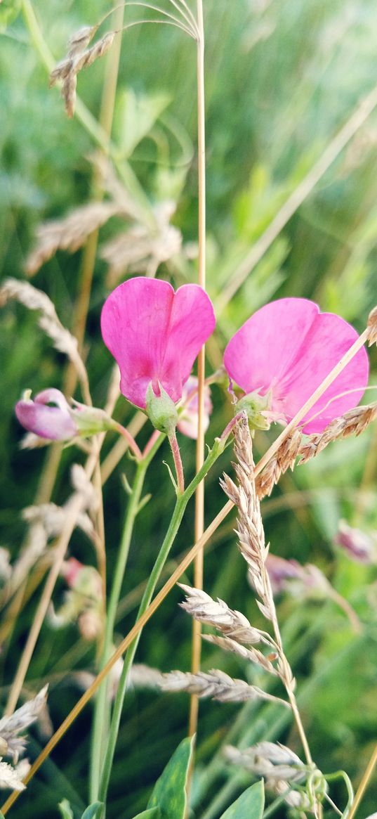 pink flower, nature, plants, meadow, macro