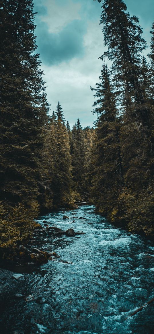 river, forest, evening, nature, stream