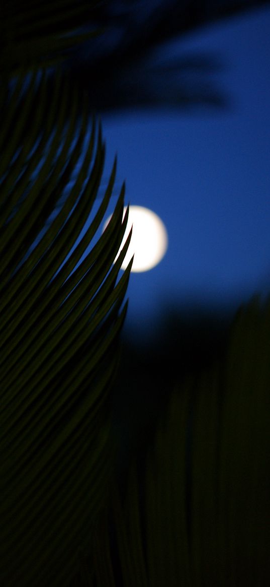 palm, branch, moon, night, dark