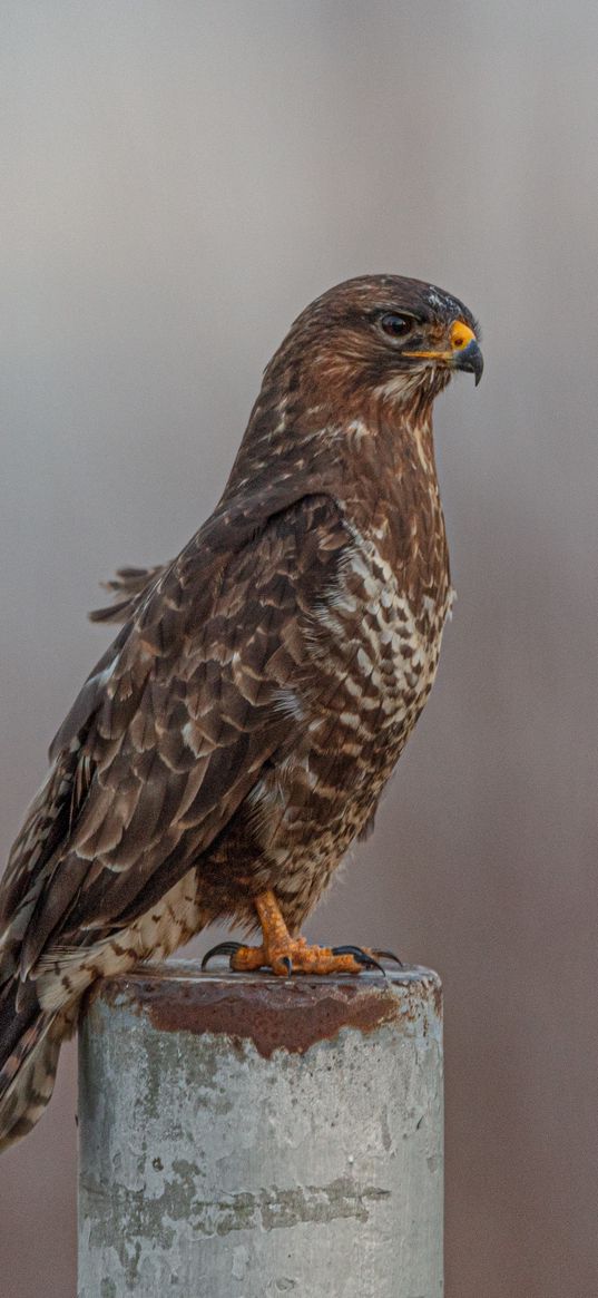 buzzard, bird, piling, blur