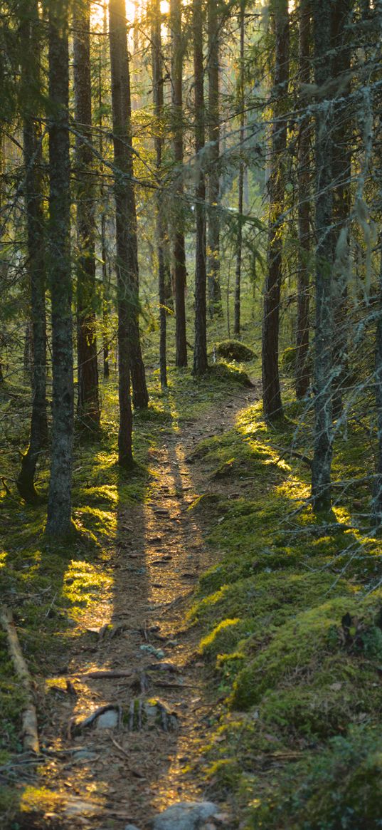 trail, moss, forest, trees, sunshine