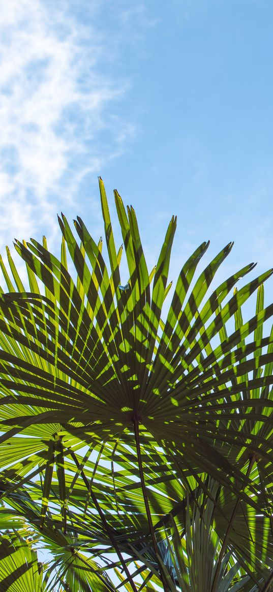 palm trees, branches, sunlight, sky