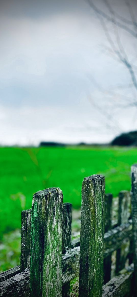 fence, old, grass, green