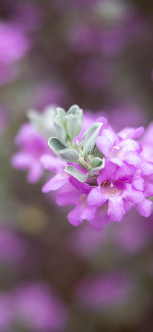 leucophyllum, flowers, inflorescence, purple, spring